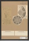 Aulacodiscus grunowii Cleve (de-Toni-Nr.: Genus 182, Species 4555) Zeichnungen Sammlung Grunow Nr. 8162 (NHMW-BOT-W0377528)
